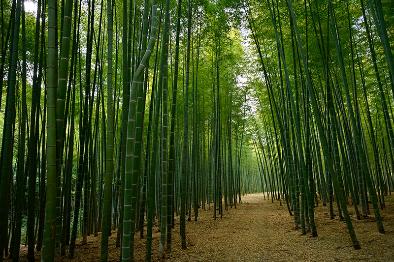 立竹木の相続税評価方法